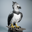 Harrpy-2.png Harpy Eagle