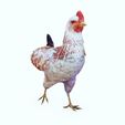 FFF.jpg CHICKEN CHICKEN - DOWNLOAD CHICKEN 3d Model - animated for Blender-Fbx-Unity-Maya-Unreal-C4d-3ds Max - 3D Printing HEN hen, chicken, fowl, coward, sissy, funk- BIRD - POKÉMON - GARDEN