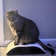 20251224_180954.jpg Cat Bed and Scratching Post