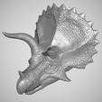 Triceratops-1.png Triceratops Head