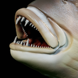 Dentex-trophy-29.png fish Common dentex / dentex dentex trophy statue detailed texture for 3d printing