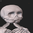 IMG_6869.png craniophages