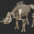 cover.jpg Coelodonta - elasmotherium : Complete skeleton