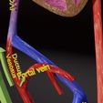 ps-0018.jpg Fetal and adult blood circulation
