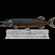 northern-pike-statue-box-1-2-1-14.png fish NORTHERN PIKE (ESOX LUCIUS) open mouth with storage space / for 3d printing