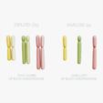 Diploid_vs_Haploid_Tumbnail.png Diploïde vs Haploïde