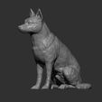 Australian-Cattle-Dog-sitting10.jpg Australian Cattle Dog Sitting Pose STL 3D print model