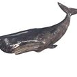 6.jpg WHALE Sperm Whale Moby Dick ORCA Killer Whale Dolphin FISH sea CREATURE 3D MODEL ANIMATED RIGGED