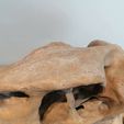 IMG_20210217_130853.jpg Terror bird skull - Andalgalornis