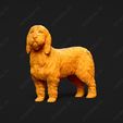 1017-Basset_Griffon_Vendeen_Petit_Pose_02.jpg Basset Griffon Vendeen Petit Dog 3D Print Model Pose 02