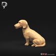 Dachshund-Miniature-Wire-Haired-Pose-06-Dog-3D-Print-8s.jpeg Dachshund Miniature Wire Haired Pose 06