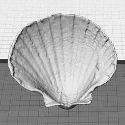 front_display_large.jpg Free STL file Sea Shell - Digitizer MultiScan・3D printing idea to download