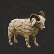 ram.png Sheep Family