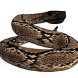 8.png Rattle Snake