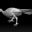 67567567.jpg bird Turkey