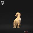 Dachshund-Smooth-Haired-Pose-03-Dog-3D-Print-6s.jpeg Teckel à poil lisse Pose 03