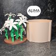 20240311_174140.jpg Charming lily plant for the office or home