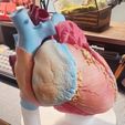 heart,-cardiac,-left,-right,-atrium,-ventricle,-coronary,-artery,-vein,-vena-cava,-aorta,-pulmonary,.jpeg Ultra Realistic High-Resolution 3D Normal Heart Model with Aorta, Pulmonary Artery & Vein, Coronary Artery & Vein, Pulmonary & Aortic Valves, Mitral Valve, and Tricuspid Valve
