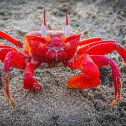 big-red-crab-shafayat-imagery.jpg Free STL file Red Crab From Red Planet・Template to download and 3D print