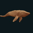 IMG_0168.png Humpback Whale swimming stl