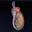 testis-anatomy-histology-3d-model-blend-76.jpg testis anatomy histology 3D model