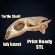 search__0001.jpg Realistic Turtle Skull 3D Printable Model