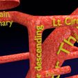 PS0033.jpg Human arterial system schematic 3D