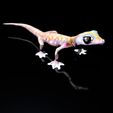 Pachydactylus-Rangei_BodenDark0004.jpg Namib Gecko -Pachydactylus rangaii-with full size texture + Zbrush Originals-STL 3D Print File-High Polygon