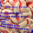 central-nervous-system-cortex-limbic-basal-ganglia-stem-cerebel-3d-model-blend-18.jpg Central nervous system cortex limbic basal ganglia stem cerebel 3D model