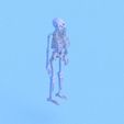 4.jpg Low poly skeleton