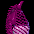 4.png 3D Model of Gastrointestinal Tract with Bones