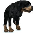 05.jpg DOG DOG - DOWNLOAD Rottweiler 3d model - animated CANINE PET GUARDIAN WOLF HOUSE HOME GARDEN POLICE - 3D printing DOG DOG DOG