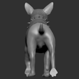 Screenshot-2024-12-21-140120.png Bull Terrier