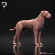 Boxer-Pose-02-Dog-3D-Print-2s.jpeg Chien Boxer Modèle imprimé en 3D Pose 02