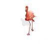 A16.jpg DOWNLOAD Flamingo 3D MODEL ANIMATED - BLENDER - 3DS MAX - CINEMA 4D - FBX - MAYA - UNITY - UNREAL - OBJ -  Flamingo DINOSAUR DINOSAUR Flamingo DINOSAUR BIRD