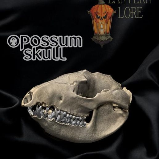 Photoroom_20241207_222300.jpeg Opossum Skull