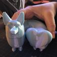 20220129_172210.jpg HeartbuttCorgi v.2.2
