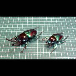DSC05510r.jpg Rainbow stag beetle (Phalacrognathus muelleri)