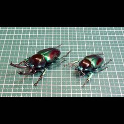 DSC05510r.jpg Free STL file Rainbow stag beetle (Phalacrognathus muelleri)・3D print design to download