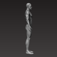 3.png Anatomically correct muscular male body Low and High Poly Low-poly 3D model