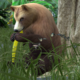 0_00056.png Bear DOWNLOAD Bear 3d model - animated for blender-fbx-unity-maya-unreal-c4d-3ds max - 3D printing Bear Bear