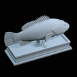 Dusky-grouper-46.png fish dusky grouper / Epinephelus marginatus statue detailed texture for 3d printing