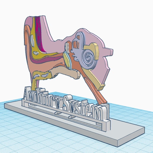 AS1.png Human Auditory System