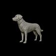 15.jpg Labrador Retriever model 3D print model