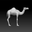 cam2.jpg Camel - camel for game - camel unity3d - camel 3d ue5
