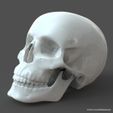 SH_model1_detail0c.15.jpg Human Skull model M3P1D1V1Skull