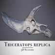Profil.jpg Triceratops skull - Dinosaur