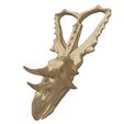 image-03.jpg CHASMOSAURUS skull