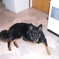 bsippert