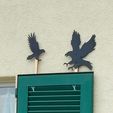 IMG_20240318_222937.jpg Silhouette aigle effaroucheur oiseaux